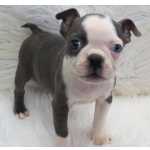 Machos e fmeas cachorros Boston Terrier disponveis