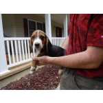 Beagle