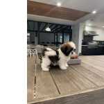 Shih-tzu