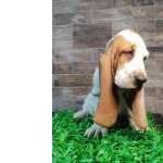 Filhote basset hound - Fmea