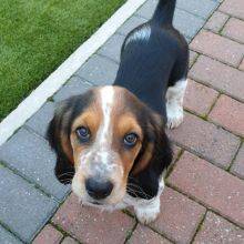 Lindos cachorrinhos Basset Hound