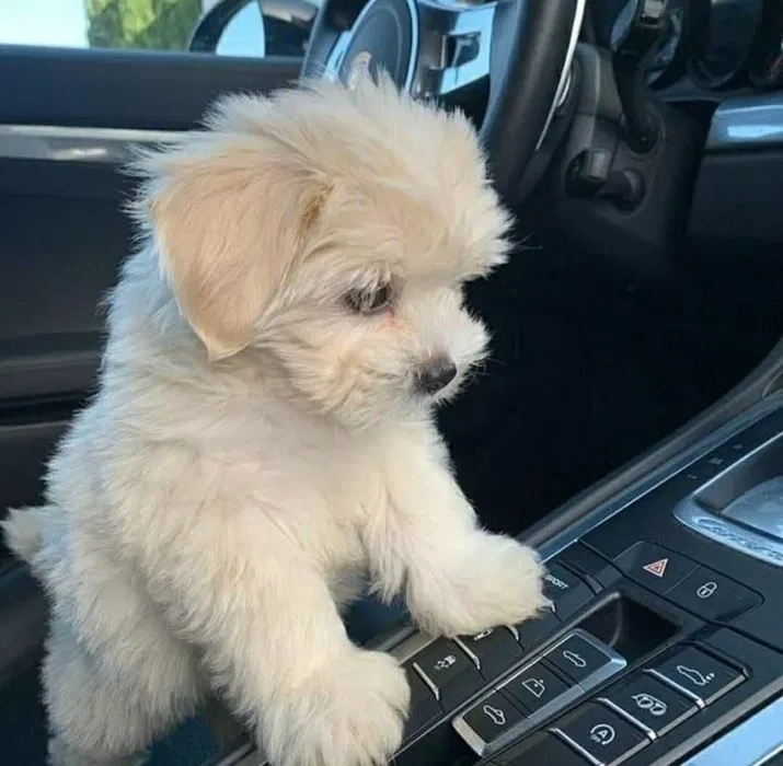 Cachorro excelente exemplar M altese