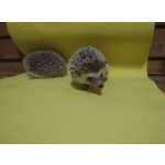 Ourio - hedgehog bebs