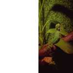 Iguana babys filhote pronta entrega