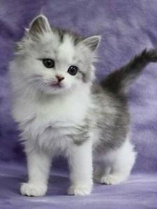 Ragdoll