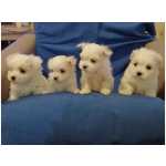 malts macho e fmea cachorrinhos