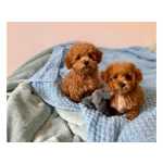 Lindos  poodle toy