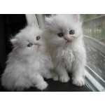 Lindo persas gatinhos