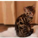 Bengala gatinhos macho e f�mea