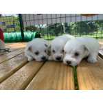 AQUI NOSSOS FILHOTES DE COTON SO CRIADOS POR MDICA VETERINRIA