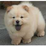 Chow-Chow fofos