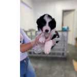 Shopping Dos Filhotes Mais De 25 Raas Genunas Com Garantias Em Contrato, Pup Dogs!
