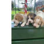 BEAGLES DE TREZE POLEGADAS CRIADOS POR MDICA VETERINRIA