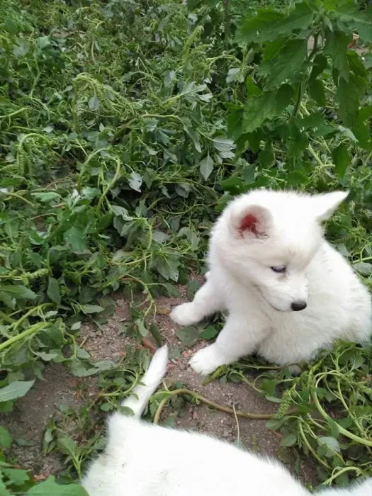 Husky Siberiano Fmea Branca