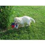 Cachorros Retriever do Labrador disponveis