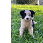 NOSSO CANIL DE BORDER COLLIE  ABERTO PARA VISITAO AGENDE SEU HORRIO E VENHA BUSCAR O SEU AMIGO
