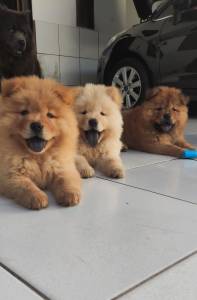 Filhotes de Chow Chow
