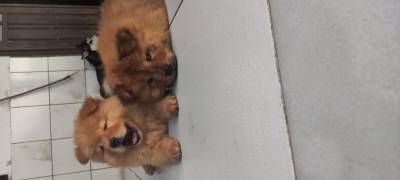 Filhotes de Chow Chow