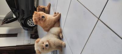 Filhotes de Chow Chow