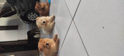 Filhotes de Chow Chow