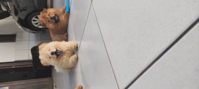 Filhotes de Chow Chow