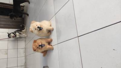 Filhotes de Chow Chow