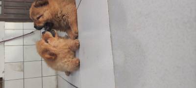 Filhotes de Chow Chow