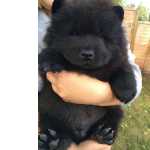 Chow-Chow