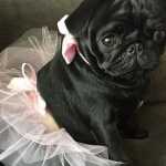 Pug Abricot