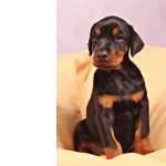 Doberman