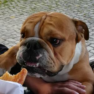 C�o de ra�a pura Bonito para acasalar por um pre�o a combinar