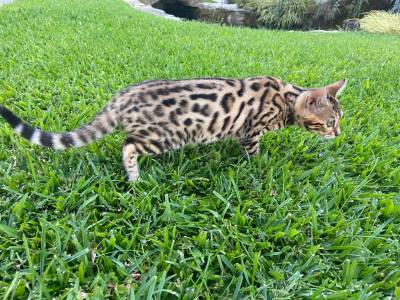 Gata Femea Bengal