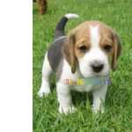 Beagles Mini com pedigree