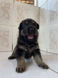 Pastor alem�o filhotes macho