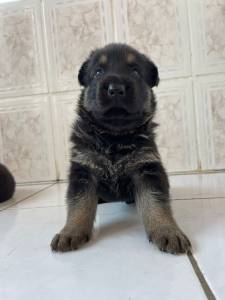 Pastor alem�o filhotes macho