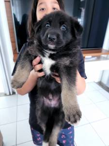 Pastor alem�o filhotes macho