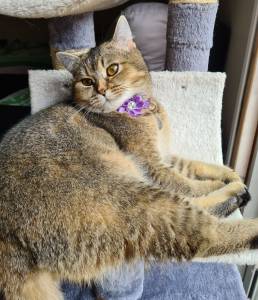 Procuro gato scottish ou British para acasalar