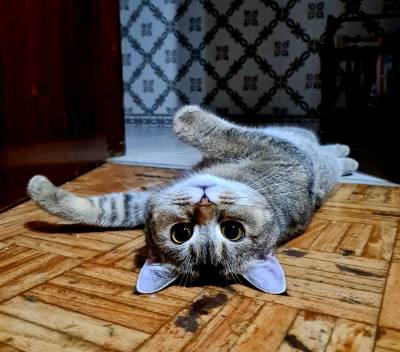 Procuro gato scottish ou British para acasalar