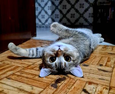 Procuro gato scottish ou British para acasalar