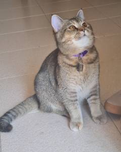 Procuro gato scottish ou British para acasalar