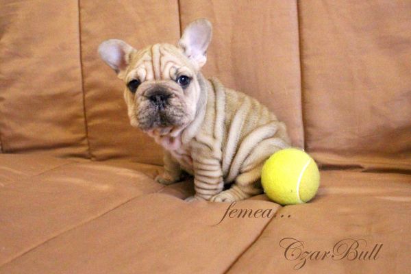 Bulldog Francs femea