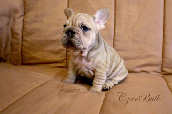 Bulldog Francs femea