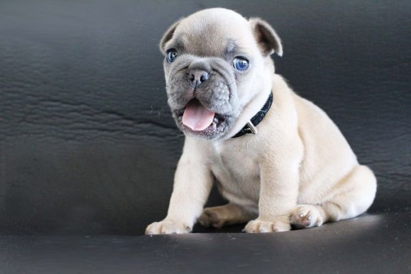 Bulldog Francs macho