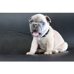 Bulldog Francs macho