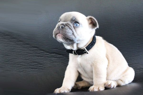 Bulldog Francs macho