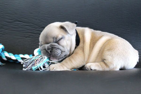 Bulldog Francs macho