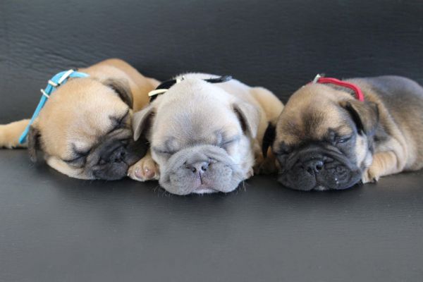 Bulldog Francs macho