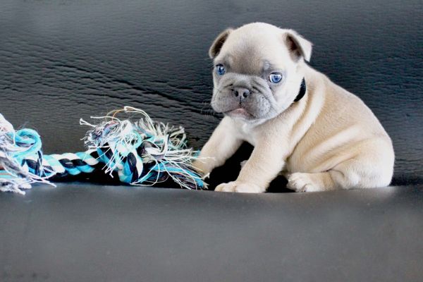 Bulldog Francs macho