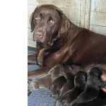 Venda Cachorro Retriever do Labrador com LOP e Afixo