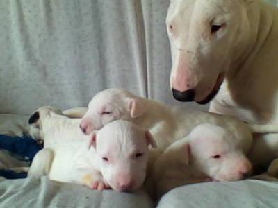 Bull Terrier